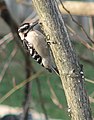 Downy Woodpecker