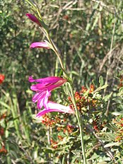 <center>Gladiolus italicus</center>