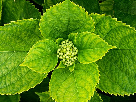 Листови и цветни пупољци хортензије (лат. Hydrangea macrophylla)