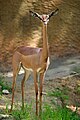 Gerenuk