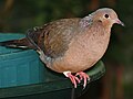 Sorocco Ground Dove