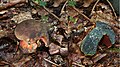 Boletus erythropus