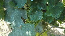 Bordeaux mixture on grapevines near Montevibiano, Italy.