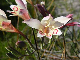 <center>Gladiolus angustus</center>