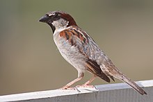 small bird with pale belly and breast and patterned wing and head stands on concrete