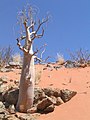 Moringaceae:Moringa ovalifolia