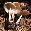 Pluteus magnus