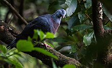 Trocaz Pigeon Madeira.jpg