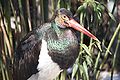 Black Stork