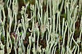 Cladonia subulata?