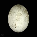 * Nomination egg of yellow-billed cuckoo in a nest of - Oeuf de Coulicou à bec jaune --Ercé 06:27, 26 August 2021 (UTC) * Promotion Good quality. --Peulle 06:32, 26 August 2021 (UTC)