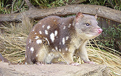 Петнистоопашат куол (D. maculatus)