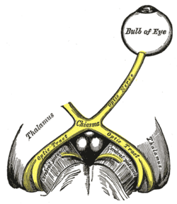 Zrakový nerv. Gray's Anatomy, 1918