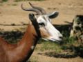 Mhorr Gazelle