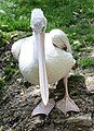 Pink-backed Pelican