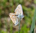 * Nomination Common Blues mating. --Quartl 08:33, 8 August 2010 (UTC) * Decline Too much at the top end, which coupled with the noise leads me to decline. Mattbuck 09:18, 9 August 2010 (UTC) I agree and uploaded a different image from the series with less noise and exposure (see above). --Quartl 18:50, 9 August 2010 (UTC)