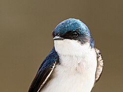 Portrait of a Tree Swallow at John Heinz NWR