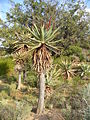 Αλόη η θηριώδης Aloe ferox ("Cape Aloe").