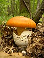 7. Amanita caesarea (császárgomba, császárgalóca, tojásgomba) (javítás)/(csere)