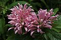 Justicia carnea