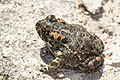 Bufo viridis