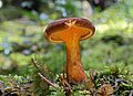 Hygrophoropsis aurantiaca var. rufa or Hygrophoropsis rufa