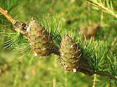 Strobili (macrosporofilli in maturazione) di Larix decidua