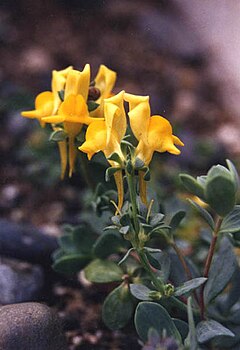 Description de l'image Linaria thymifolia.jpg.