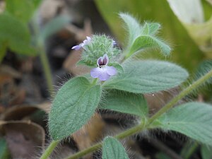 넬슨풀(Nelsonia canescens)