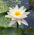 Seerose Nymphaea alba?