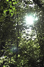 Thumbnail for List of forests in France