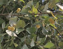 Styrax officinalis.jpg