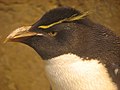 Rock Hopper Penguin