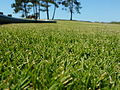 Aspect de Zoysia Tenuifolia