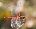 Gwäell wythien goch - Sympetrum fonscolombii