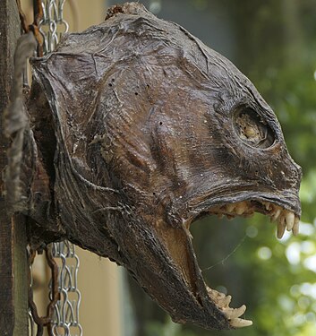 Dried woffish head. Anglers trophy.