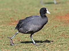 Hawaiian Coot