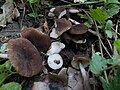 Pluteus podospileus