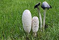 Coprinus comatus