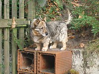 Chó Vallhund Thụy Điển với đuôi dài không phải là xoăn