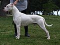 Dogo argentino: 500 psi (35,7 kg/cm2)