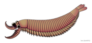 The presumed radiodont/opabiniid-euarthropod intermediate Kylinxia, shares many of the characteristics found in both dinocaridids and euarthropods — later studies have considered this relationship far less direct[43]