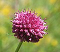 Allium sphaerocephalon