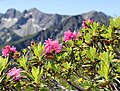 Rhododendron ferrugineum