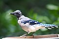 * Nomination Evidently in late summer each year juvenile blue jays exhibit a very unusual molt pattern.I, the copyright holder of this work, hereby publish it under the following license:. By User:Thcipriani --CptViraj 10:21, 19 July 2019 (UTC) * Decline Not sharp enough --Michielverbeek 10:39, 19 July 2019 (UTC)