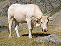 * Nomination Bos taurus (Blonde d'Aquitaine) --Myrabella 10:53, 21 August 2010 (UTC) * Promotion Very good.--Ankara 12:16, 21 August 2010 (UTC)