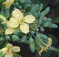 Broccoli flowers