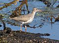 Spotted Sandpiper hunting in the Wallkill River Wildlife Refuge in New Jersey and New York (state)