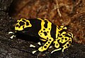 Dendrobates leucomelas