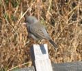 Dark Eyed Junco